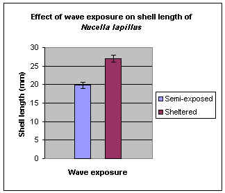 dogwhelk length bar chart.bmp (270270 bytes)
