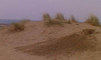 marram.jpg (6995 bytes)