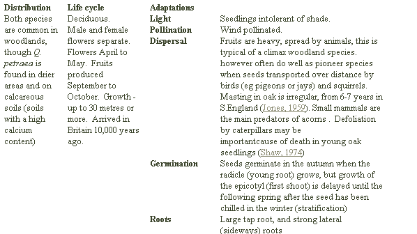 wood.h7.gif (9076 bytes)